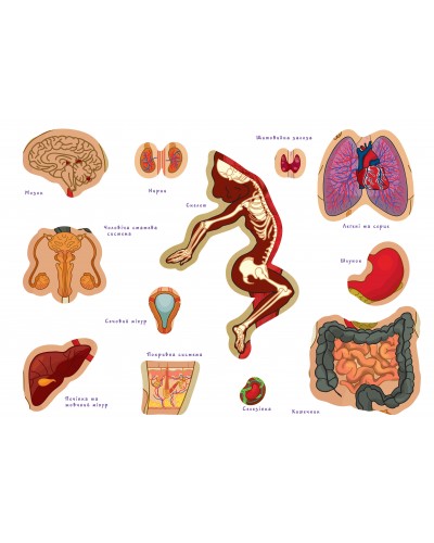 Игра с многоразовыми наклейками "Тіло людини" украинский язык