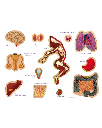 Игра с многоразовыми наклейками "Тело человека" русский язык